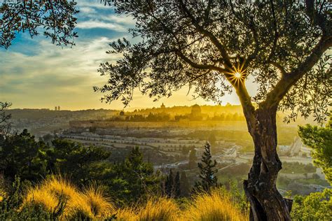 Mont Des Oliviers Routes Bibliques