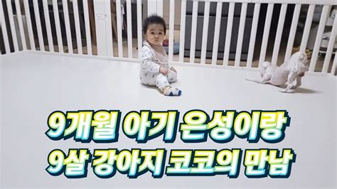 생후 293일차 9개월 아기와 말티즈의 만남 Youtube