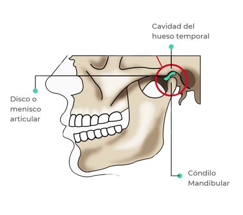 Condilo Mandibular