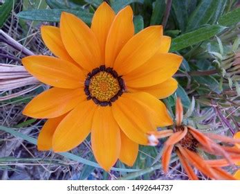 806 Arctotis Flower Images, Stock Photos & Vectors | Shutterstock