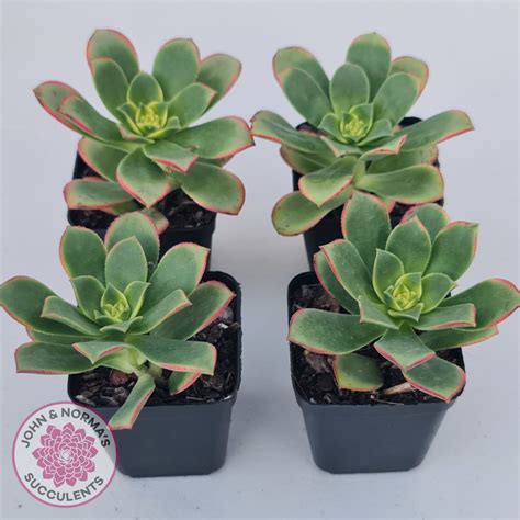 Aeonium Haworthii Dream Color Aka Kiwi John And Normas Succulents