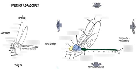 Anatomy Of A Dragonfly Anatomy Book