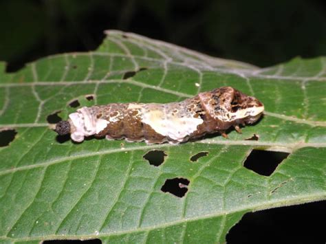 Giant Swallowtail Butterfly Caterpillar