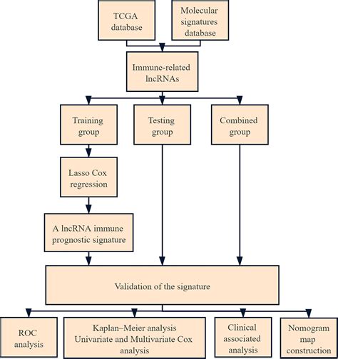 Frontiers Six Lncrna Immune Prognostic Signature For Cervical Cancer