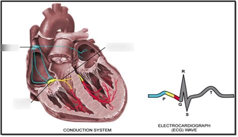 Conduction System Diagram Quizlet