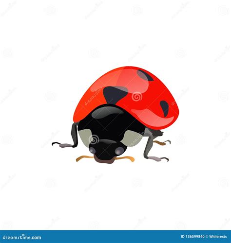 Set Of Hand Drawn Ladybugs Vector Ladybirds Collection Stock Vector