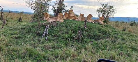 6 Days Masai Mara Lake Nakuru And Amboseli Budget Safari GetYourGuide