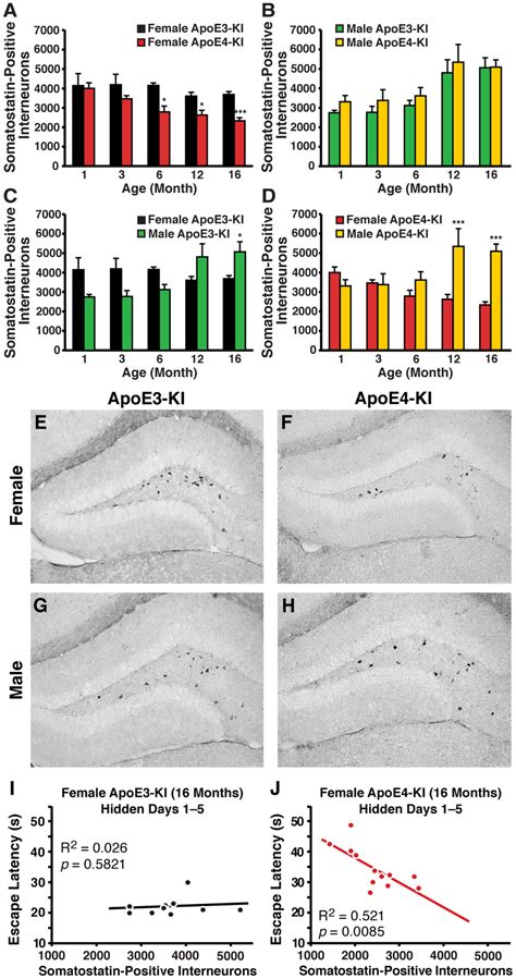 Age And Sex Dependent Effects On Numbers Of Download Scientific Diagram