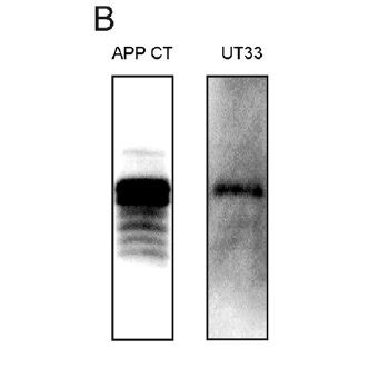 Characterization Of App C Terminal Fragments In Tg Mouse Cortical