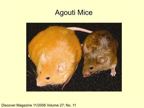 Agouti Mice Discover Maga