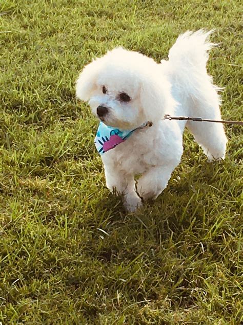 Bichon Frise Puppies For Sale Dallas Tx