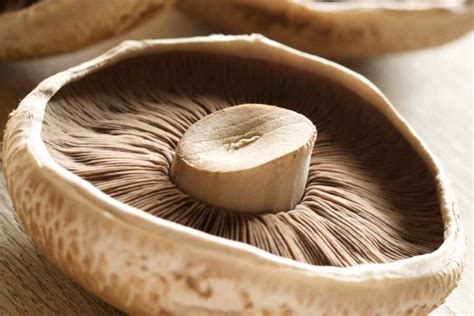 Growing Portabella Mushrooms