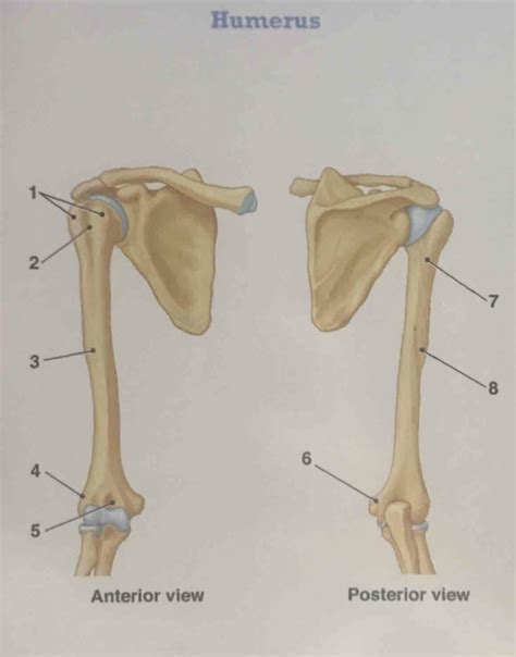 Humerus Labeling Diagram Quizlet