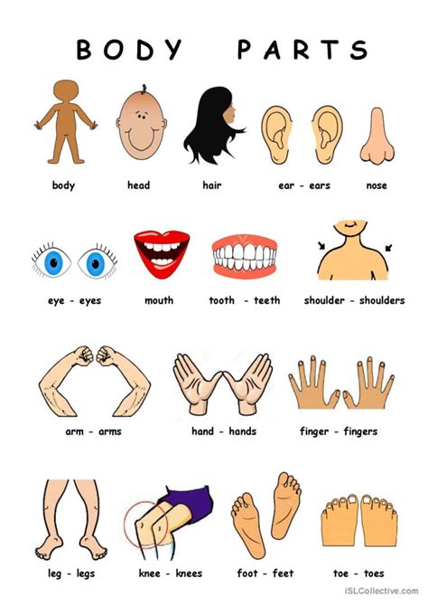 Body Parts Français FLE fiches pedagogiques pdf doc