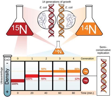 Basics Of DNA Replication OpenStax Biology Course Hero