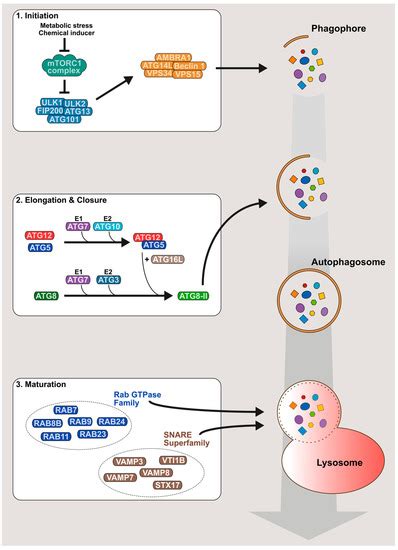 Viruses Free Full Text Canonical And Non Canonical Autophagy In Hiv