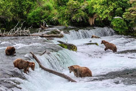 The Complete Guide to Brooks Lodge in Katmai National Park - National ...