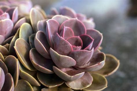 12 Types of Succulents To Plant