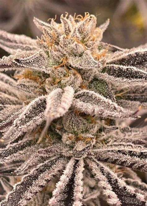 Zapplez Strain Info Zapplez Weed By Conscious Genetics GrowDiaries