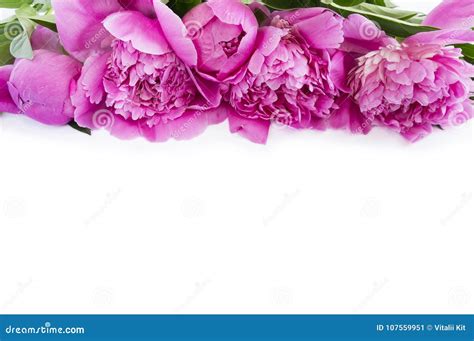 Pink Peonies Border Stock Images Download 985 Royalty Free Photos