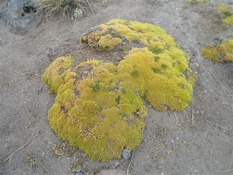 Pastizales en México características ubicación flora fauna