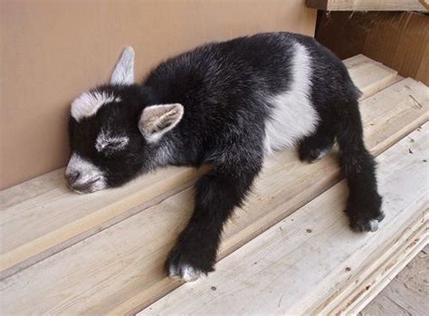 9 Day Old Pygmy Goat So Sleepy Tired Animals Cute Animals Cute