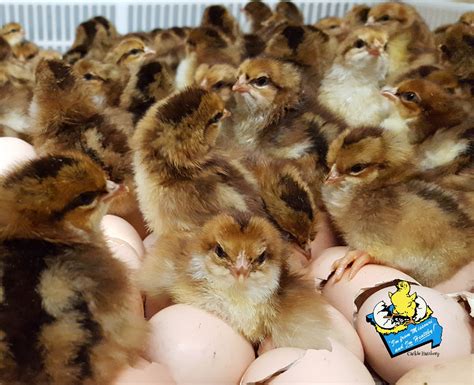 Speckled Sussex Chickens - Baby Chicks for Sale | Cackle Hatchery