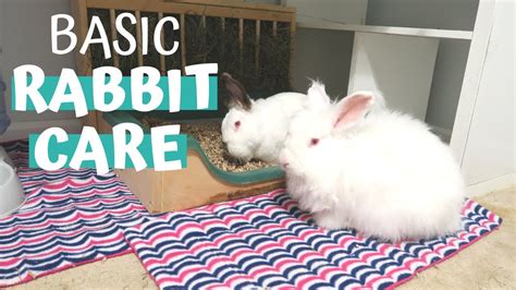 Basic Rabbit Care Rabbit Care Guide For Beginners Youtube