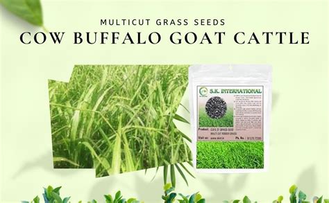 Sk Organic Cofs 31 Multicut Grass Seeds For Cow Buffalo Goat Cattle Fodder 3 Years Variety