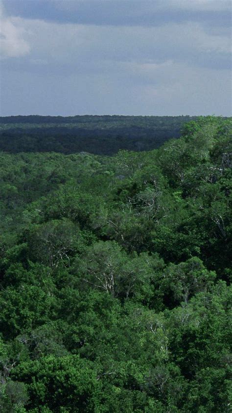 Kota Yang Hilang Berusia Tahun Ditemukan Di Hutan Ada Piramida