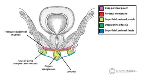 Unit Lecture Urogenital Triangle Start Of Pelvic Cavity