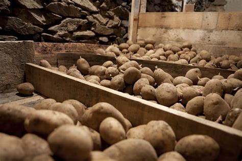 How To Store Potatoes Different Ways To Keep Them Fresh Northern