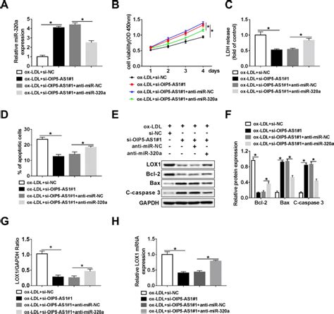 OIP5 AS1 Regulates Ox LDL Induced Cell Progression By Modulation Of