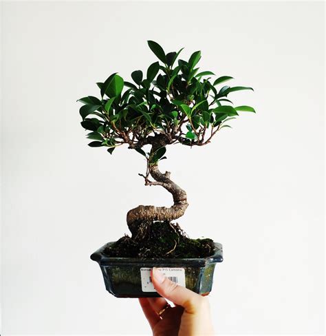 Fikus Bonsai S Shaped Ficus Microcarpa Las W Słoiku Rośliny