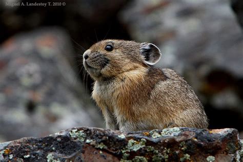 American Pika Ochotona Princeps Cute Animals American Pika