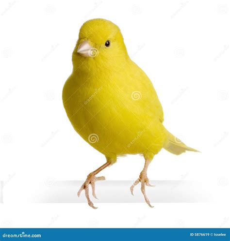 Yellow Canary Serinus Canaria On Its Perch Stock Image Image Of