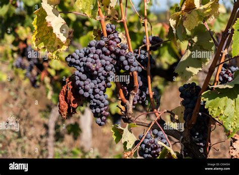 Vineyard, harvest grapes Stock Photo - Alamy