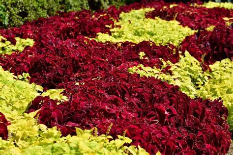 Coleus Varieties For Sun Or Shade The Contented Plant