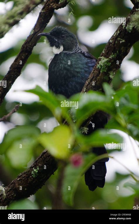 Tui On Kowhai High Resolution Stock Photography And Images Alamy