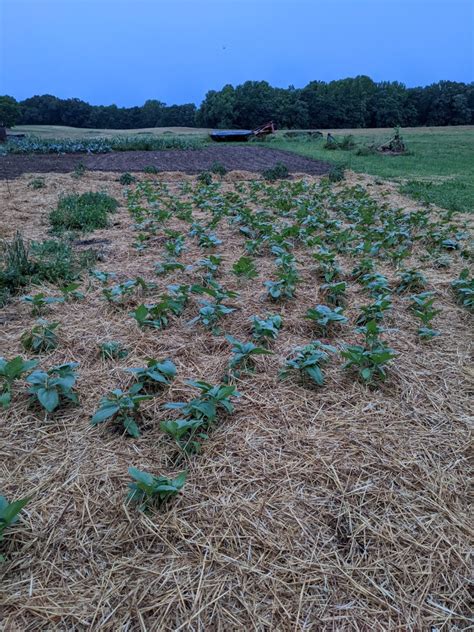 Using Straw As Mulch How And Why