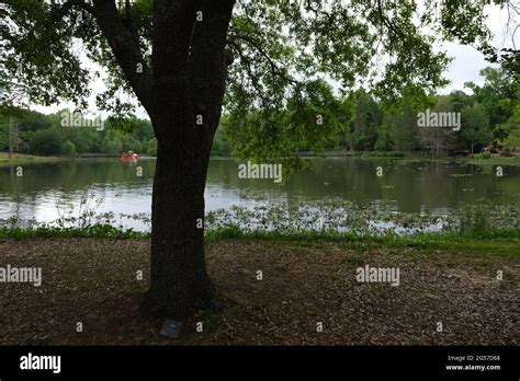 Calm Landscape Of Oak Tree With Lake Leon Behind In Tom Brown Park In Tallahassee Florida Stock