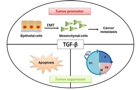 Ijms Free Full Text Tgf Mediated Epithelial Mesenchymal