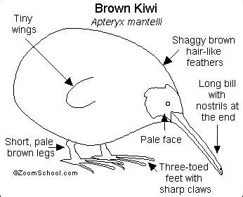 Kiwi Bird Anatomy Animal Activities, Craft Activities For Kids ...