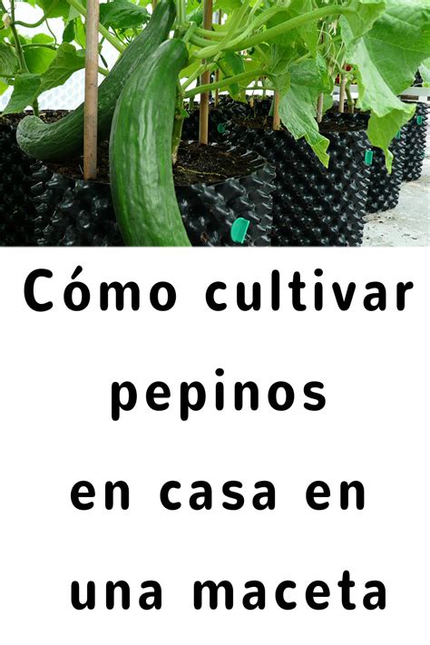 Aprende A Germinar Pepino Y A Cultivar En Una Maceta En Casa Artofit