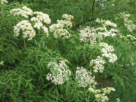 Купить Бузина черная "Лациниата" (Sambucus nigra 'Laciniata') от 999 ...