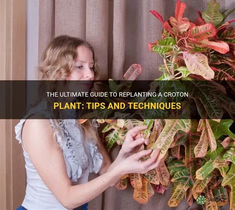 The Ultimate Guide To Replanting A Croton Plant: Tips And Techniques ...