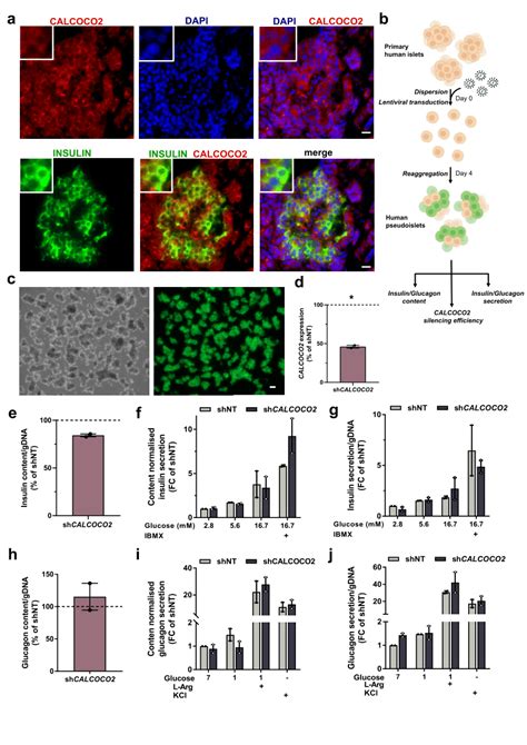 CALCOCO2 Knockdown Reduces Insulin Content In Primary Human