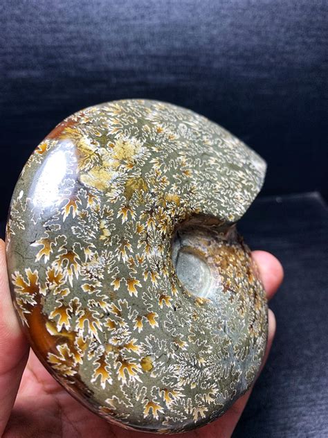 Natural Ammonite Fossil Quartz Crystal Specimen Reiki Healing Etsy