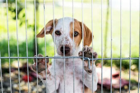 Los Niveles De Cortisol En El Pelo De Los Perros Pueden Decirnos Qué