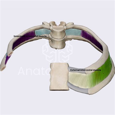 Intercostal Muscles Thoracic Wall Muscles Thorax Anatomy App